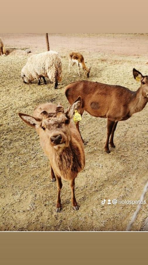 Rio Los Patos Barreal Dış mekan fotoğraf