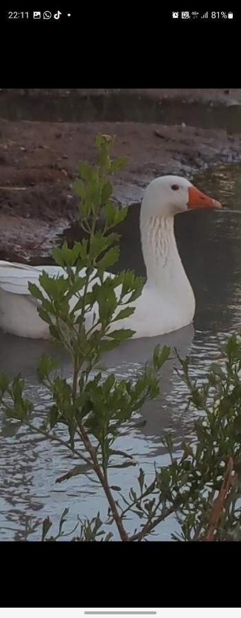 Rio Los Patos Barreal Dış mekan fotoğraf