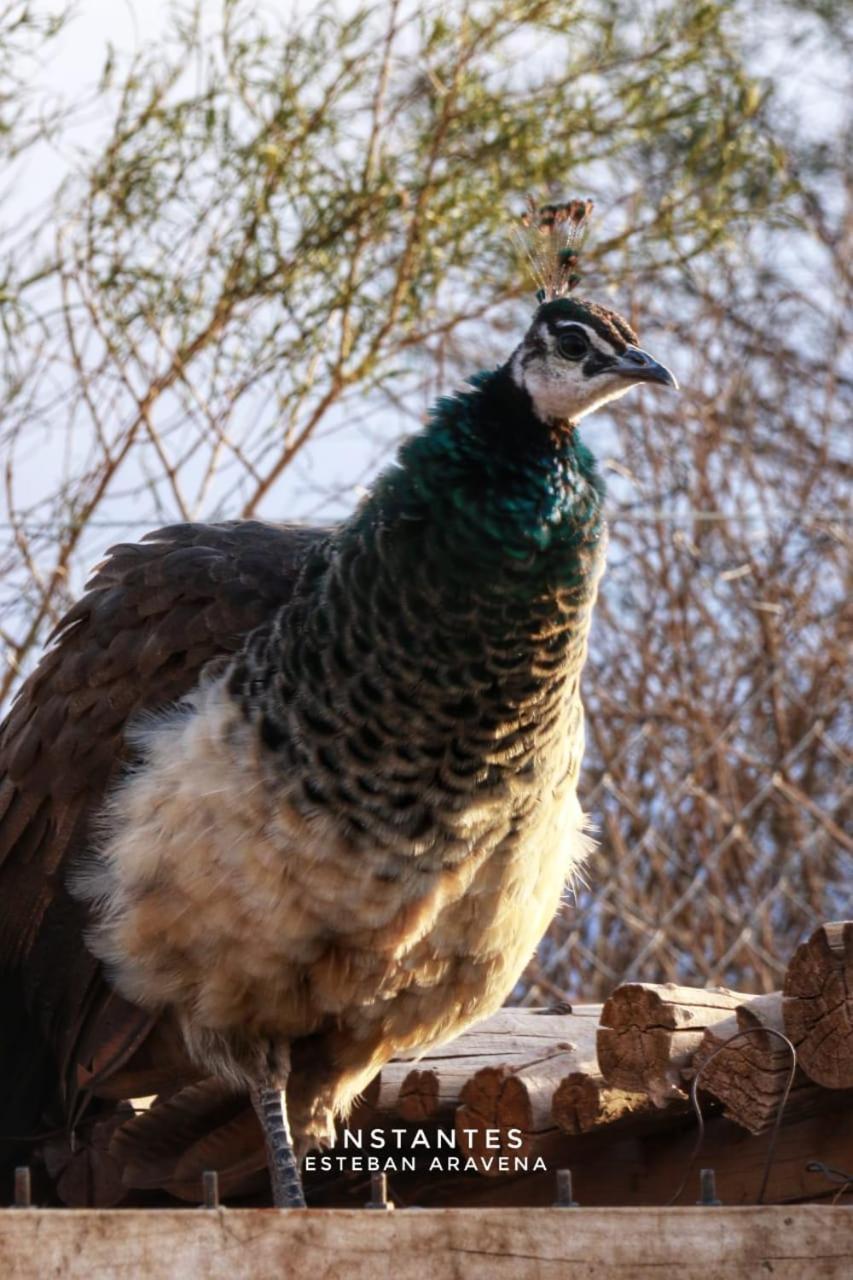 Rio Los Patos Barreal Dış mekan fotoğraf
