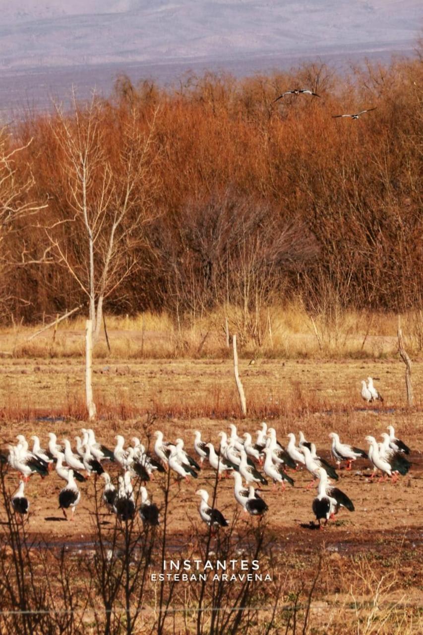 Rio Los Patos Barreal Dış mekan fotoğraf