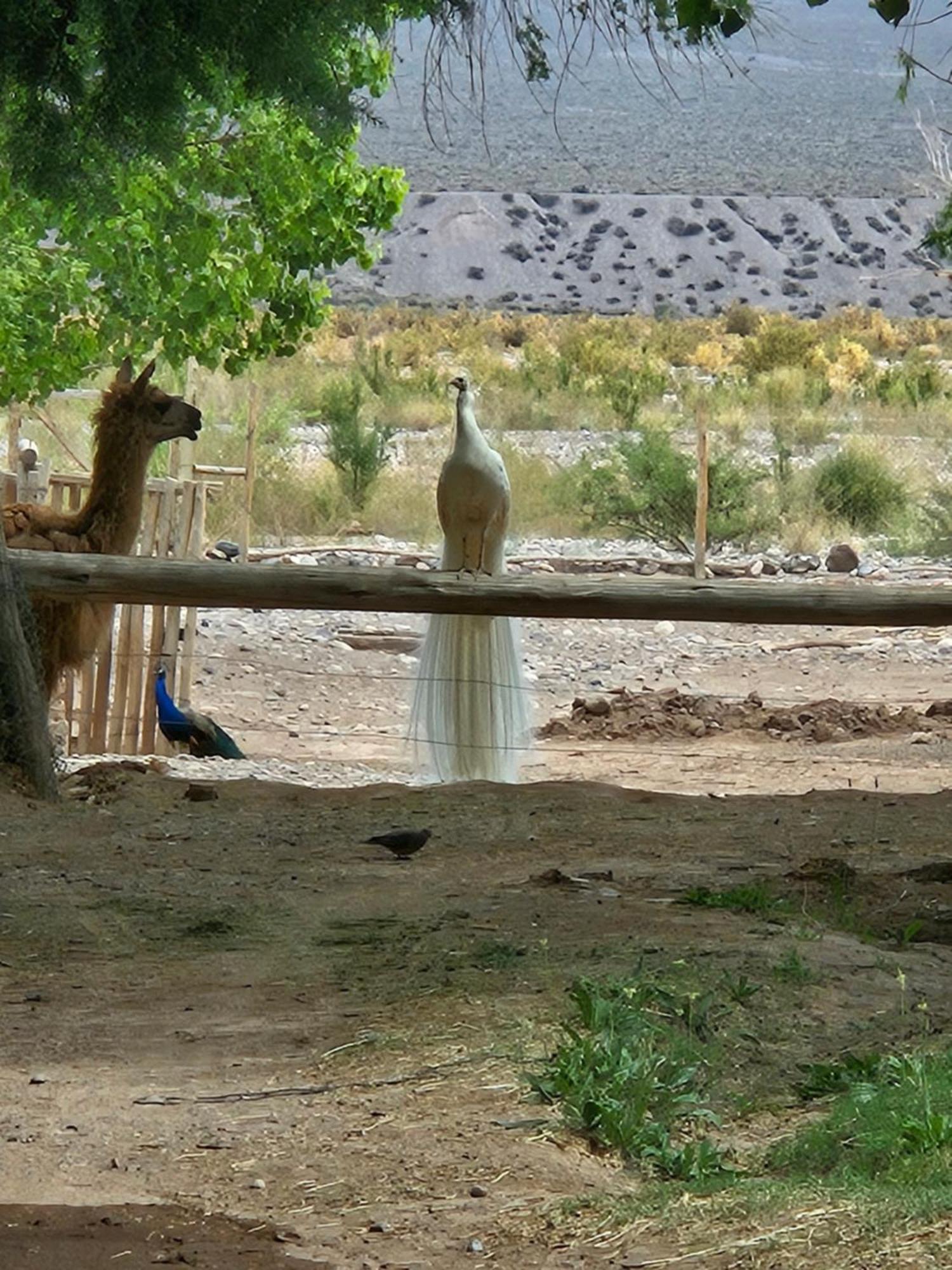 Rio Los Patos Barreal Dış mekan fotoğraf
