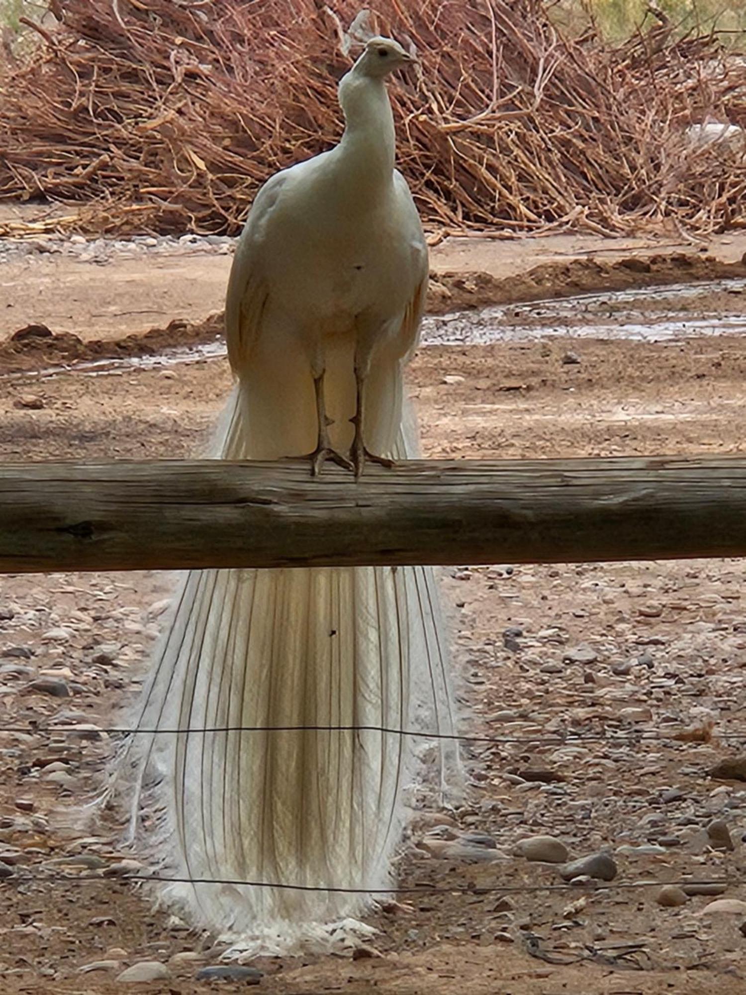 Rio Los Patos Barreal Dış mekan fotoğraf
